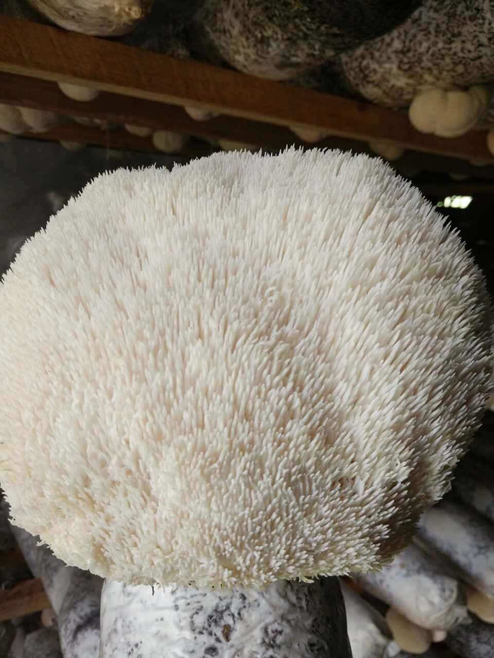 Lions Mane Extract Triterpenoids Version + Uptake Blend - Image 12